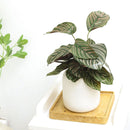 6 inch houseplants, indoor plants for sale, buy houseplants online, plant shops in ca