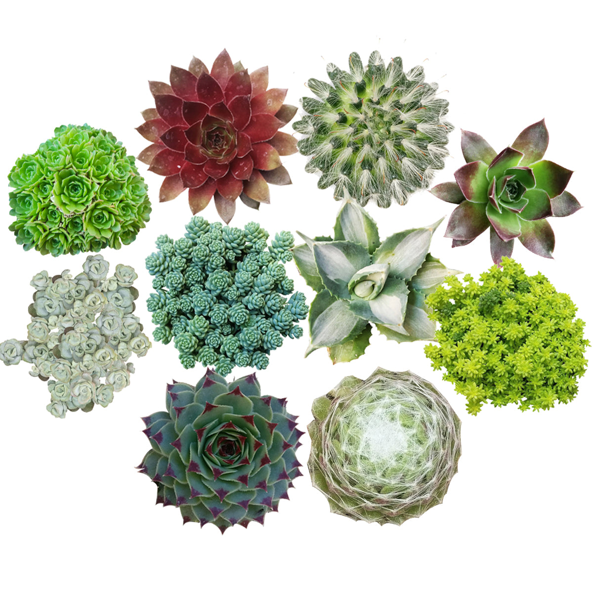 Winter Hardy Succulents Pack for sale, Caring for Succulents in Winter, Hardy Succulents, Cold Tolerant Succulents, Types of Outdoor Succulents for Extreme Cold Weather