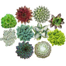 Winter Hardy Succulents Pack