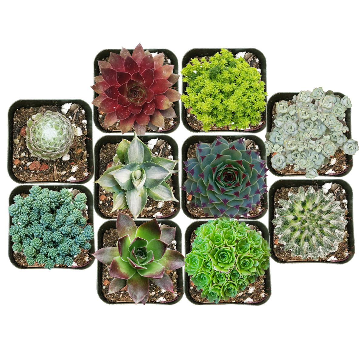 Winter Hardy Succulents Pack for sale, Caring for Succulents in Winter, Hardy Succulents, Cold Tolerant Succulents, Types of Outdoor Succulents for Extreme Cold Weather