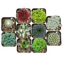 Winter Hardy Succulents Pack