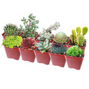 Winter Hardy Succulents Pack