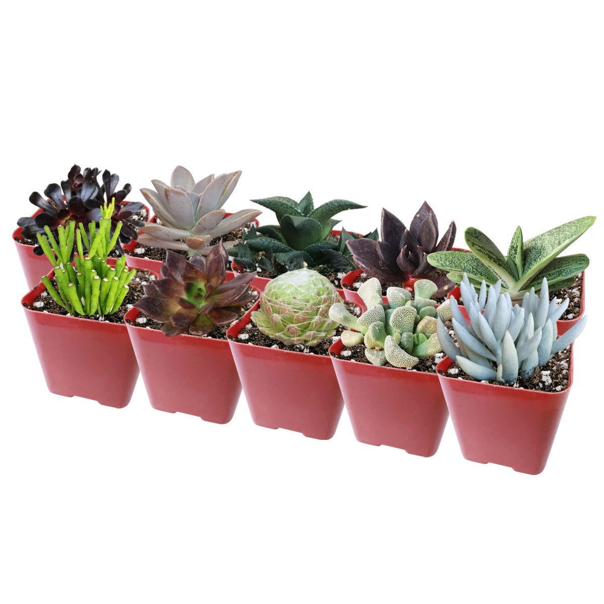 Indoor Halloween Succulents, Spooky Halloween Succulents for Sale, Succulent Halloween Gift Decor Ideas, Black Succulent Halloween