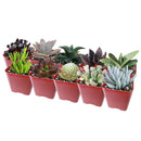 Pack of 2/4/6/8/10 cute spooky succulents for sale, Perfect Halloween Succulents for Gift Decor Ideas 2025, Halloween Plant Gifts, Succulent Trick-or-Treat 