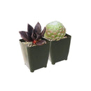 Pack of 2/4/6/8/10 cute spooky succulents for sale, Perfect Halloween Succulents for Gift Decor Ideas 2025, Halloween Plant Gifts, Succulent Trick-or-Treat 
