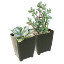 Winter Hardy Succulents Pack