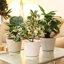 pot pack, pots in white, gray, and oatmeal color, modern pot for houseplants and succulents, minimalist pot with drainage hole and saucer