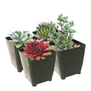 Winter Hardy Succulents Pack
