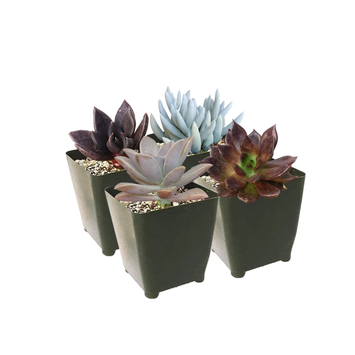 Black Succulents for Halloween, Halloween Spooky Succulent Pack for sale, Set of 2/4/6/8/10 cute spooky succulents, Succulent Trick-or-Treat 