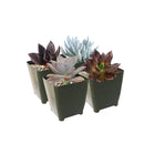 Pack of 2/4/6/8/10 cute spooky succulents for sale, Perfect Halloween Succulents for Gift Decor Ideas 2025, Halloween Plant Gifts, Succulent Trick-or-Treat 