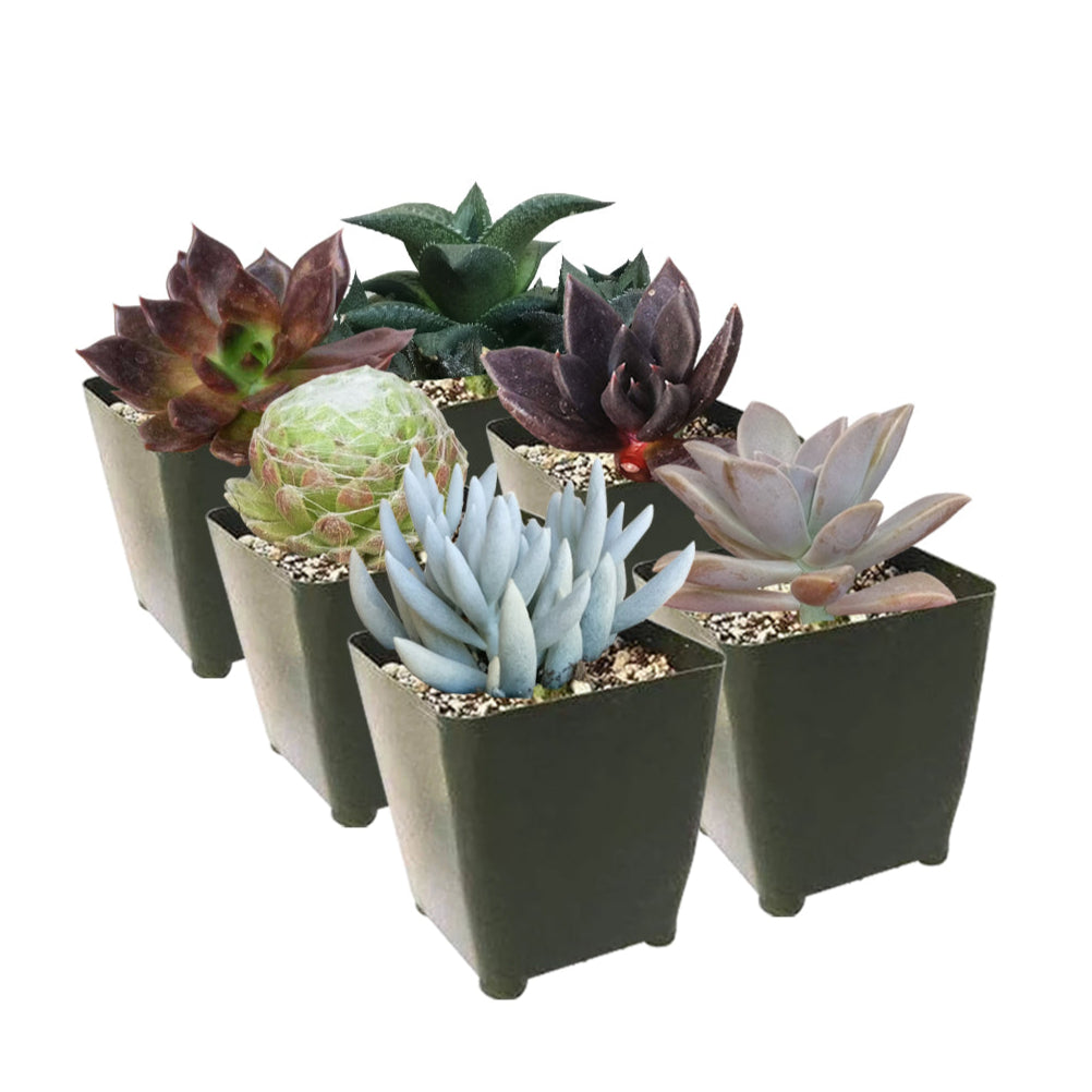 Succulent Trick-or-Treat, Halloween Succulents Pack for Sale Online, Spooky Succulent Arrangements for Halloween Decorations, Scary Plants for Your Halloween Garden