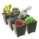 Winter Hardy Succulents Pack