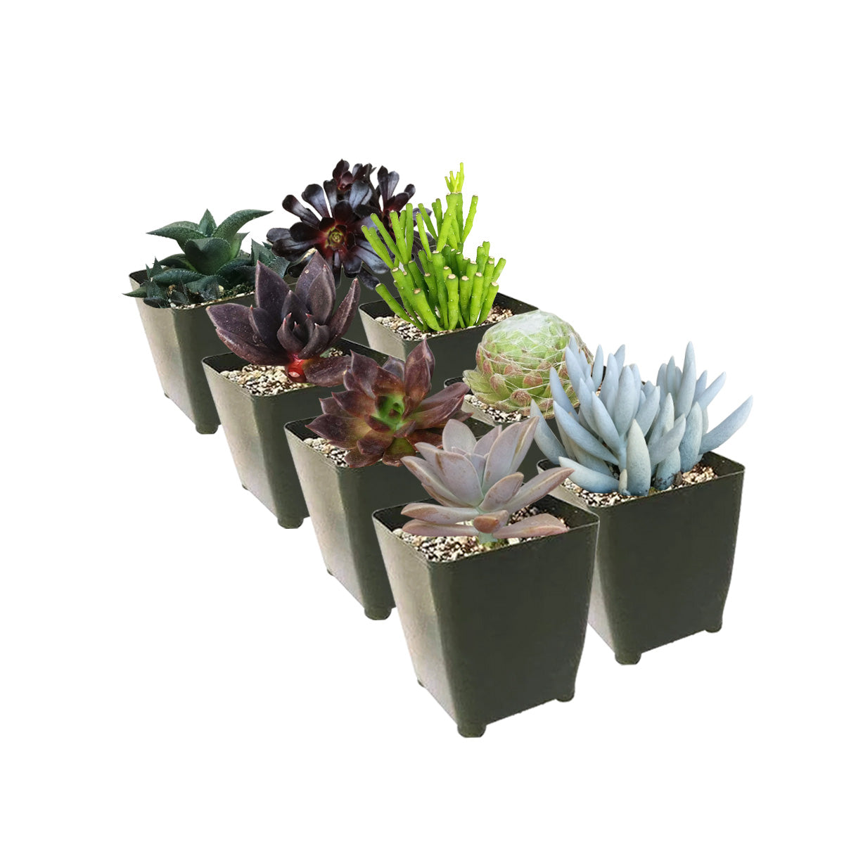 Scary Plants for Your Halloween Garden, Halloween Spooky Succulent Pack for sale, Succulent Halloween Gift Ideas, Unique Halloween Plant Gifts