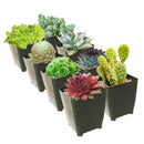 Winter Hardy Succulents Pack
