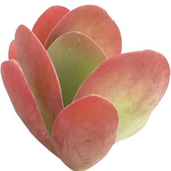4 inch Succulent Randomly Picked, Types of colorful succulent plants