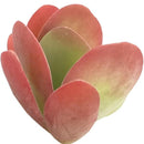 4 inch Succulent Randomly Picked, Types of colorful succulent plants