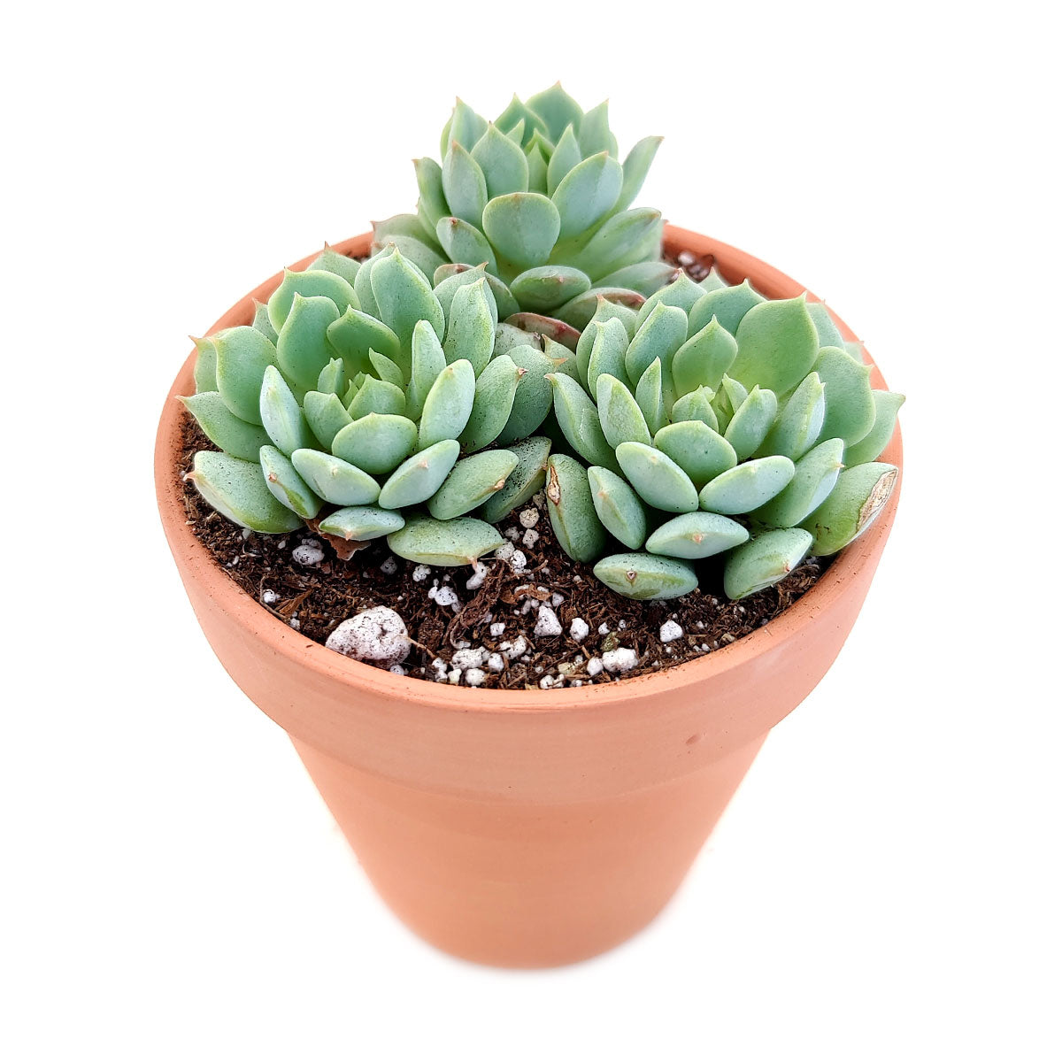 Echeveria painted lady for sale, Succulents shop near me, Rare succulents, succulent care, succulents shop in California, Succulents, Echeveria painted lady in California, How to grow Echeveria painted lady, Thanksgiving succulents gift, Easter succulents idea, Growing succulents for thanksgiving, echeveria, echeveria succulent, echeveria types, succulent echeveria, buy succulents online, succulent shop, succulent store, echeveria plant, indoor succulents