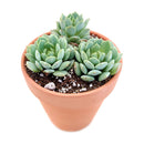 Echeveria Painted Lady