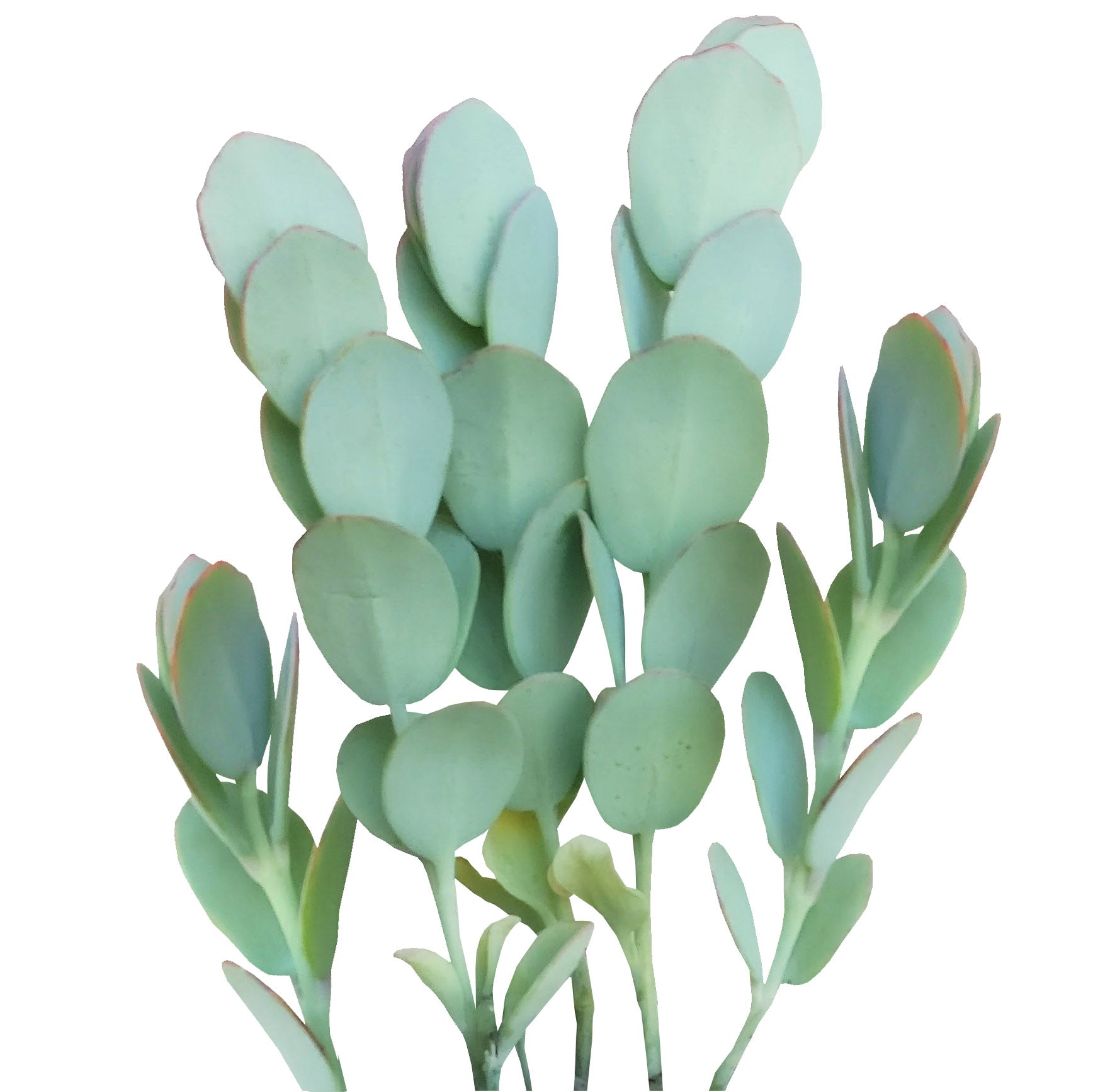 round flat succulent Kalanchoe Panamensis Kalanchoe Marnieriana