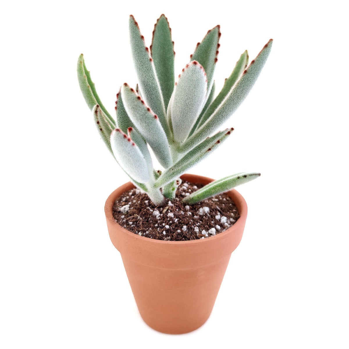 white panda succulent Panda Plant Kalanchoe