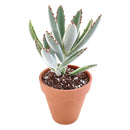 Kalanchoe Tomentosa for sale, succulent plant, cactus, succulent care guide, succulent care tips, Succulents, succulent care, monthly succulents, succulent subscription, Kalanchoe Tomentosa in California, How to grow Kalanchoe Tomentosa. indoor succulents