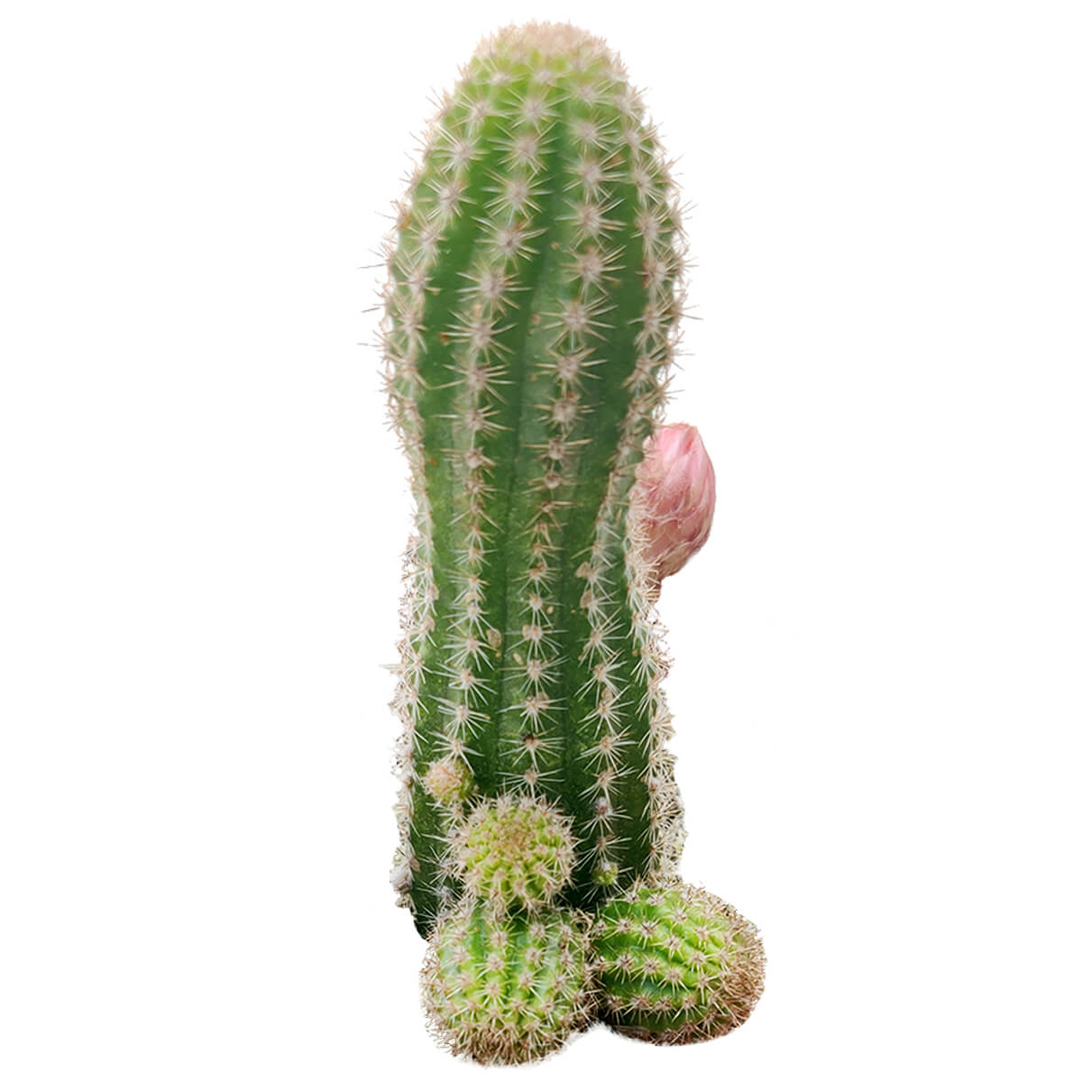 cactus and succulents for sale near me Peanut Cactus - Echinopsis Chamaecereus Succulent