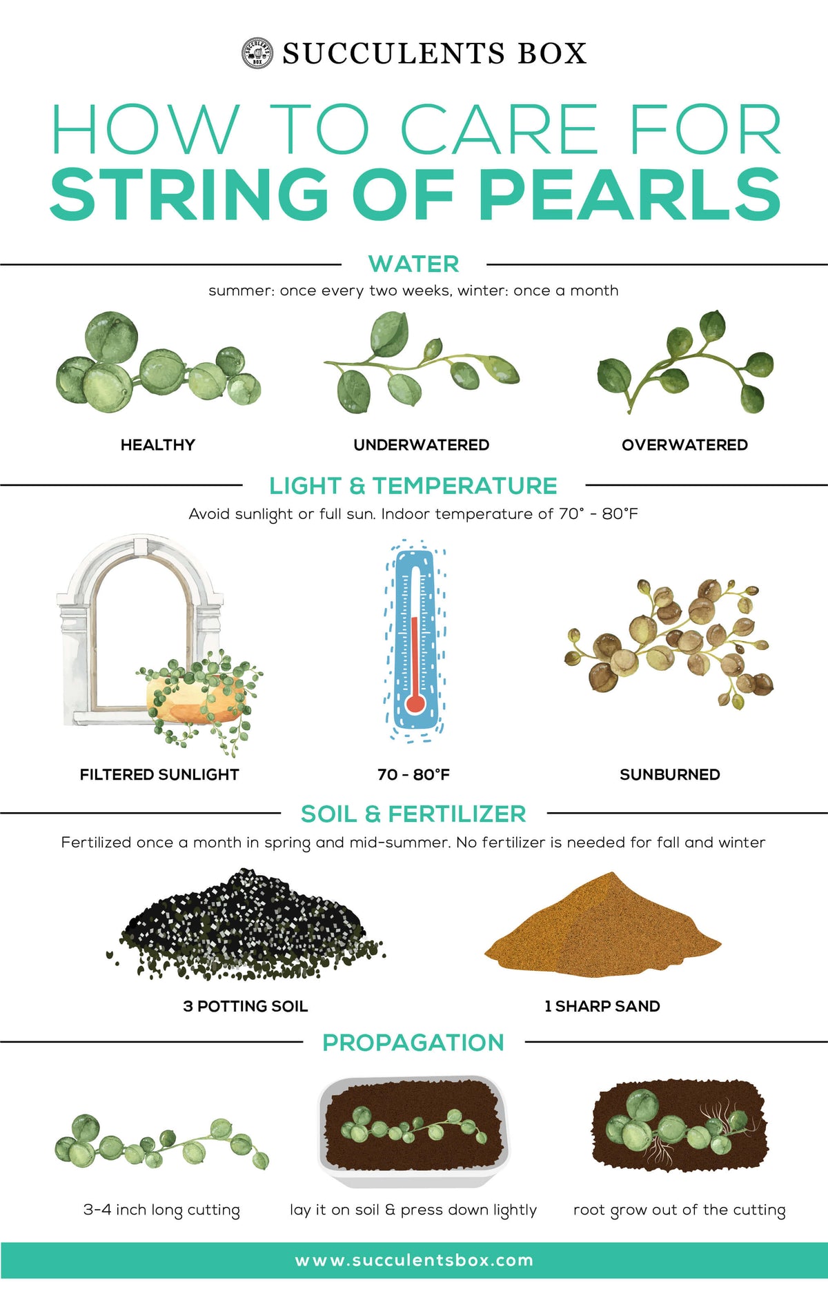 How to care for String of Pearls Succulent Hanging Plant, String of Pearls Plant Care Guide