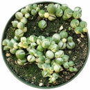 How to care for String of Pearls Succulent Hanging Plant, String of Pearls Plant Care Guide