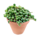 String of Pearls care guide, string of pearls for sale, indoor succulents, succulent plant, easy to care indoor plant, how to grow string of pearls, string of pearls in california