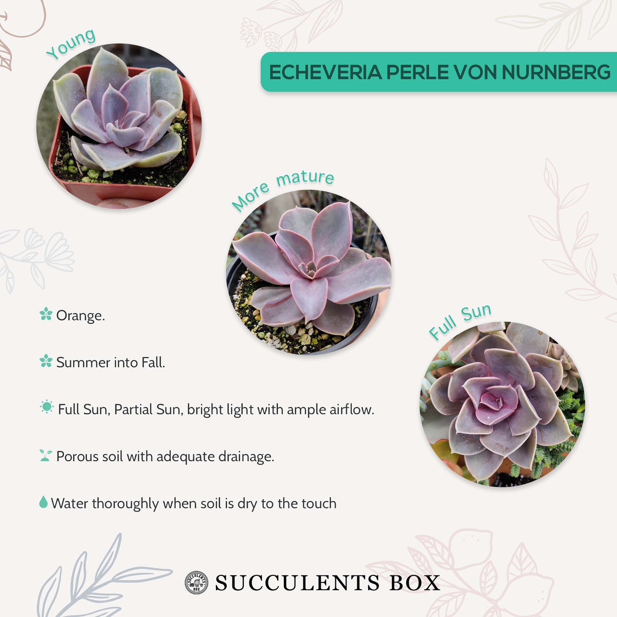 How to care for Echeveria Perle Von Nurnberg Succulent, How to make your succulent purple, How to change succulent color, How to make Echeveria Perle Von Nurnberg turn purple, Succulent turning purple, How to make succulents change color, How to grow colorful succulents, echeveria, echeveria succulent, echeveria types, succulent echeveria, buy succulents online, succulent shop, succulent store, echeveria plant, indoor succulents