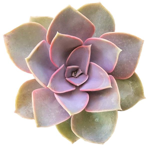 2 inch Succulent Randomly Picked, Types of succulents for sale, Colorful Succulents Collection