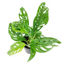 Swiss Cheese plant, Monstera adansonii, Monstera plant, plant with lacy leaves, best air-purifying plant, vining Monstera for hanging baskets 