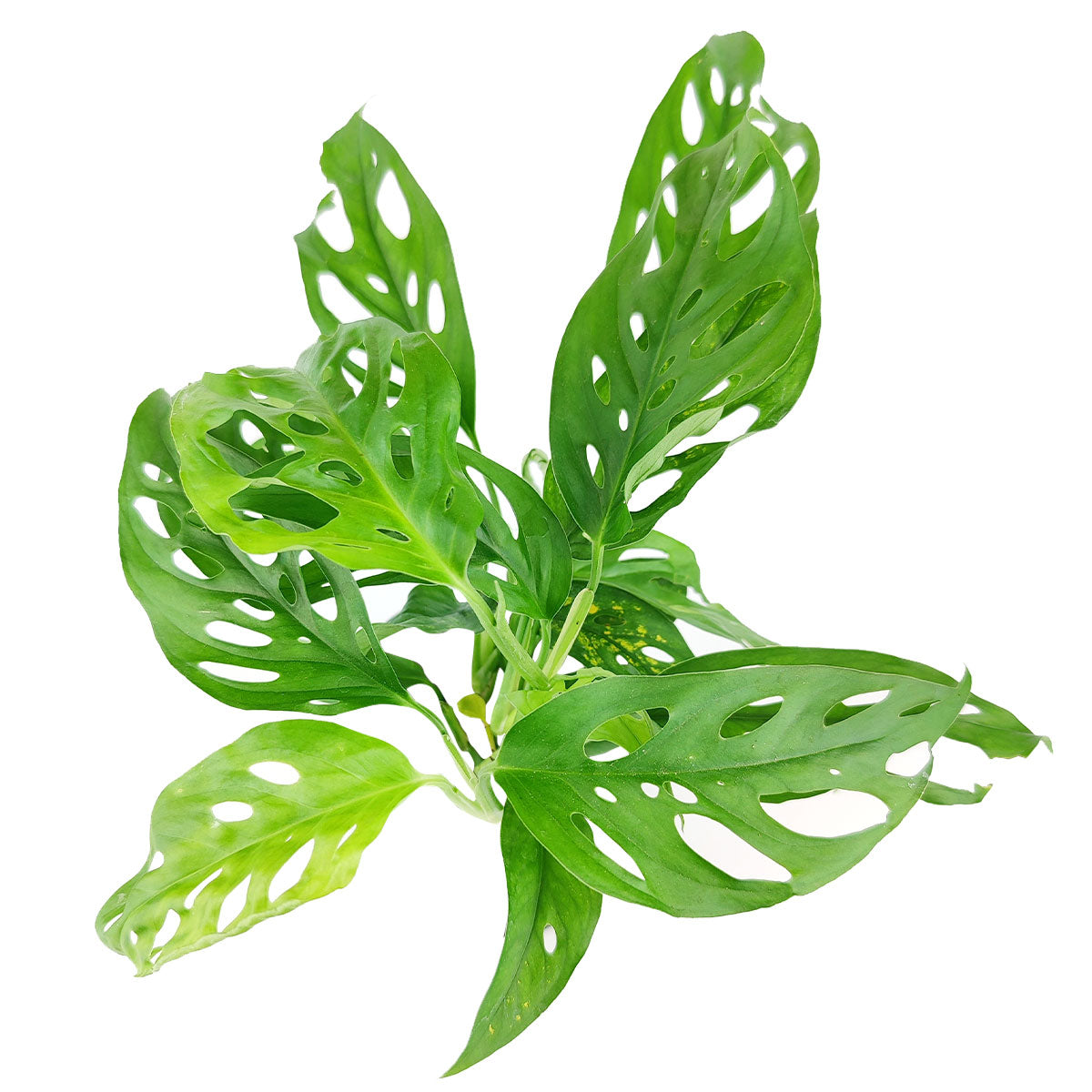 Swiss Cheese plant, Monstera adansonii, Monstera plant, plant with lacy leaves, best air-purifying plant, vining Monstera for hanging baskets 