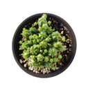 Euphorbia Cactus, Euphorbia Succulent, Monstrose Succulent, Euphorbias Plant, Unique Shape Plant, Rare Succulent, Monstrose Cactus, cactus, cactus succulent, succulent cactus, cacti, cactus and succulents, succulents box, succulent shop, buy succulents online