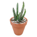 pickle plant, stapelia stemmed senecio, stapelioid kleinia, trailing jade, spider plant, inch worm, candle stick, candle plant, succulent box, succulent green