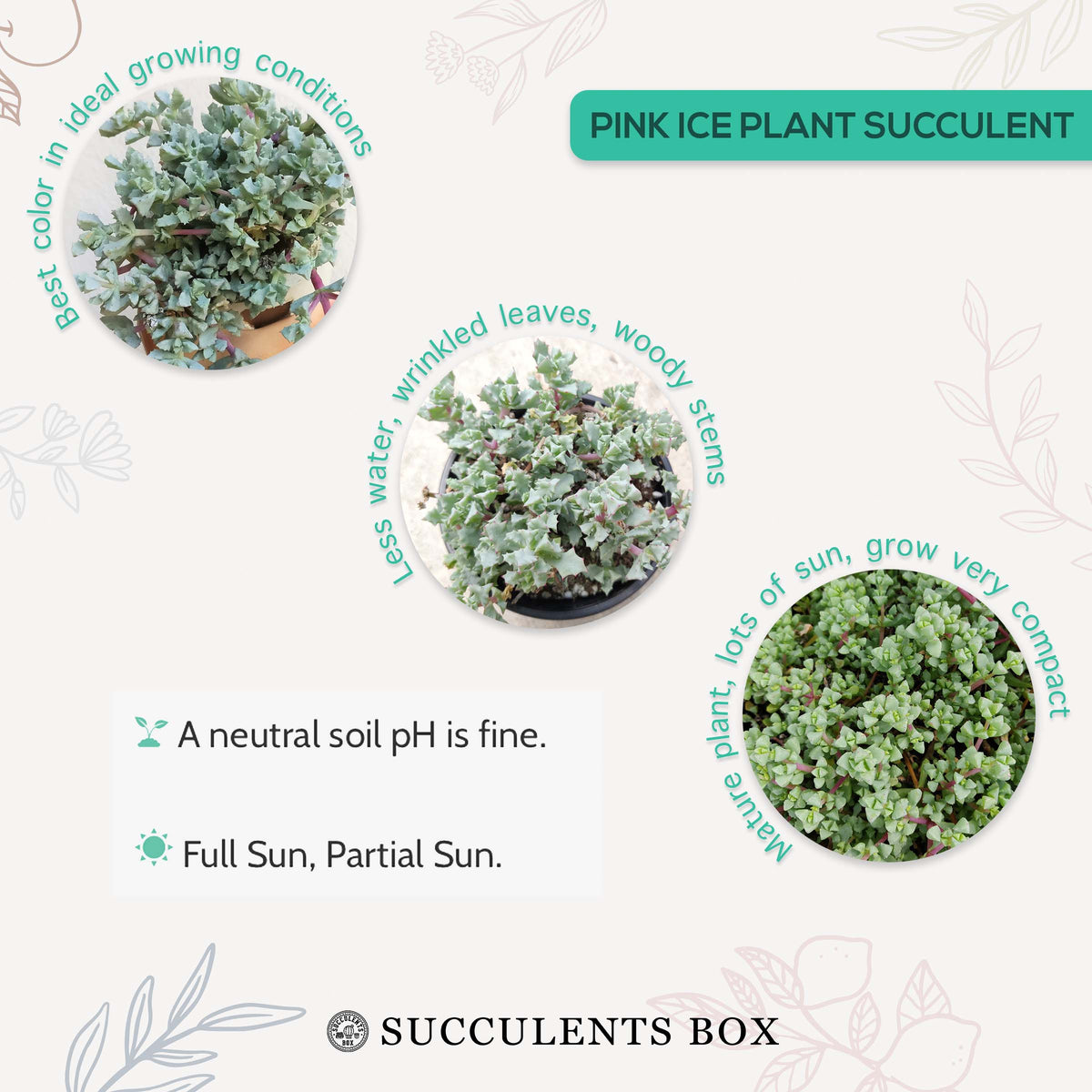 How to care for Pink Ice Plant Succulent Succulent, How to make your succulent purple, How to change succulent color, How to make Pink Ice Plant Succulent turn purple, Succulent turning purple, How to make succulents change color, How to grow colorful succulents, rare succulents, rare succulents for sale, unique succulents, buy succulents online, rare succulent, succulent shop, unusual succulents, succulent store, succulents online