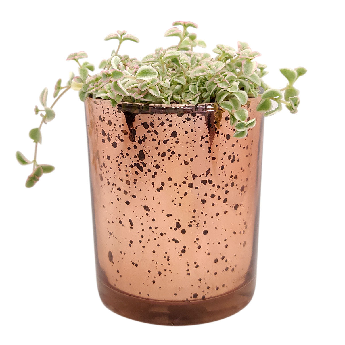 rose gold succulent planter Pink Sparkly Pot