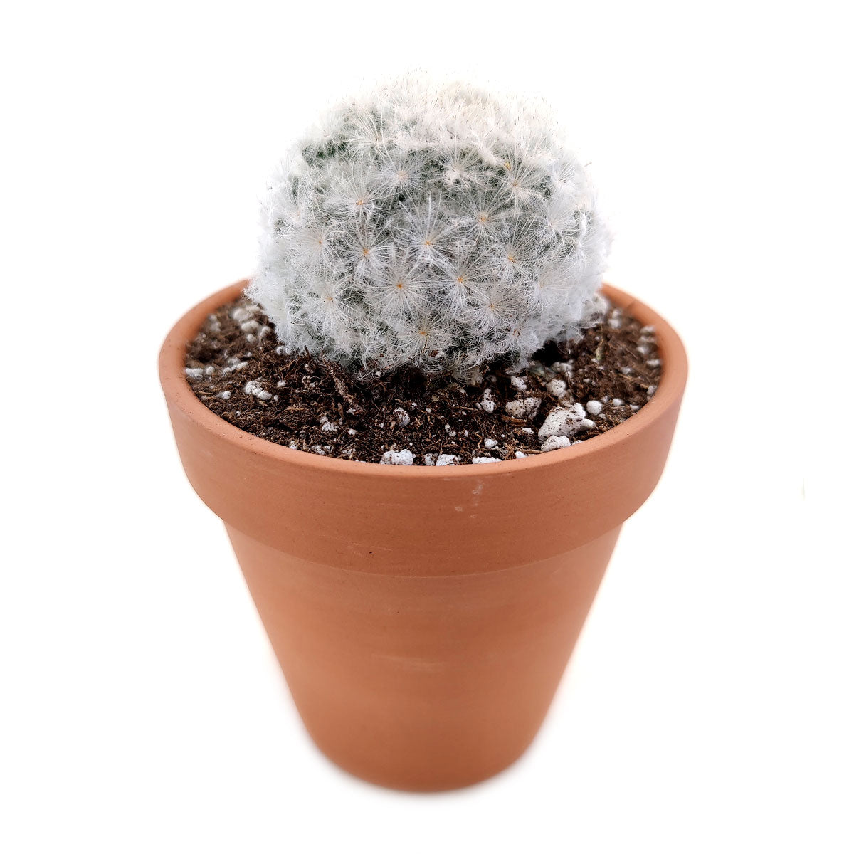 Mammillaria Plumosa &#39;Feather Cactus&#39;, monthly succulents, succulent care, succulent care guide, Succulents shop near me, indoor succulents, succulents garden, cactus, succulent subscription, Mammillaria Plumosa &#39;Feather Cactus&#39; in California, How to grow Mammillaria Plumosa &#39;Feather Cactus&#39;, cactus, cactus succulent, succulent cactus, cacti, cactus and succulents, succulents box, succulent shop, buy succulents online