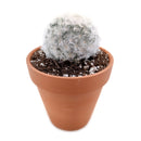 Mammillaria Plumosa &#39;Feather Cactus&#39;, monthly succulents, succulent care, succulent care guide, Succulents shop near me, indoor succulents, succulents garden, cactus, succulent subscription, Mammillaria Plumosa &#39;Feather Cactus&#39; in California, How to grow Mammillaria Plumosa &#39;Feather Cactus&#39; , cactus, cactus succulent, succulent cactus, cacti, cactus and succulents, succulents box, succulent shop, buy succulents online