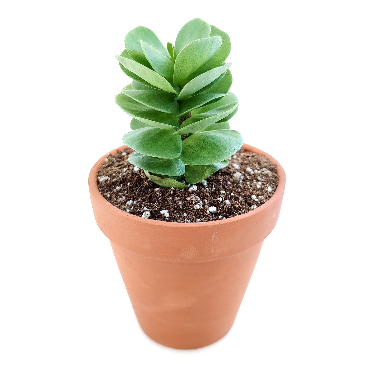 portulaca molokiniensis, &#39;ihi, succulent care, succulent subscription, cactus, Succulents shop near me, how to grow succulents, Rare succulents, indoor succulents, Succulents, portulaca molokiniensis in California, How to grow portulaca molokiniensis, rare succulents, rare succulents for sale, unique succulents, buy succulents online, rare succulent, succulent shop, unusual succulents, succulent store, succulents online