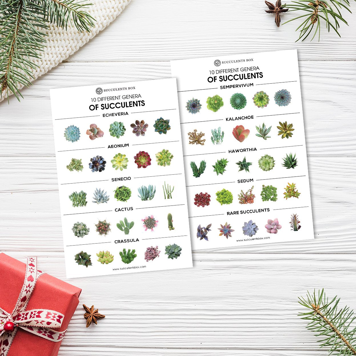 succulent genera Succulent Genera Card