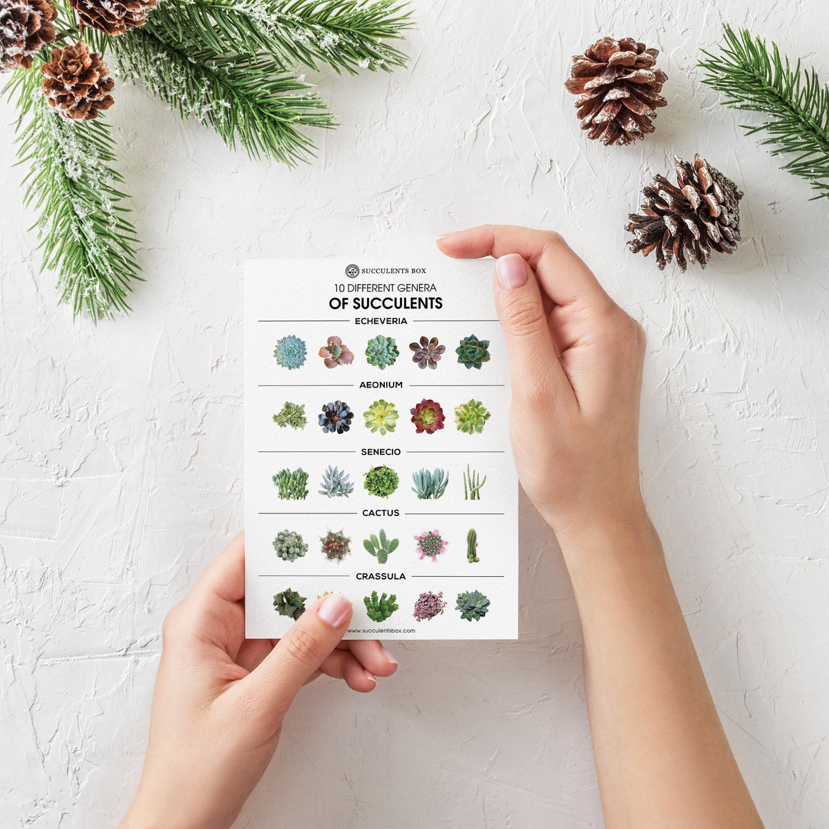 Succulent Postcards for sale, Cute Plant Postcards for sale, Cactus Postcard for sale, Succulent Gift Ideas for any Occasion, Gifts for Succulent Lovers, Succulents for Beginners, Succulents for sale, Succulents Shop in California, How to identify Succulent Plants