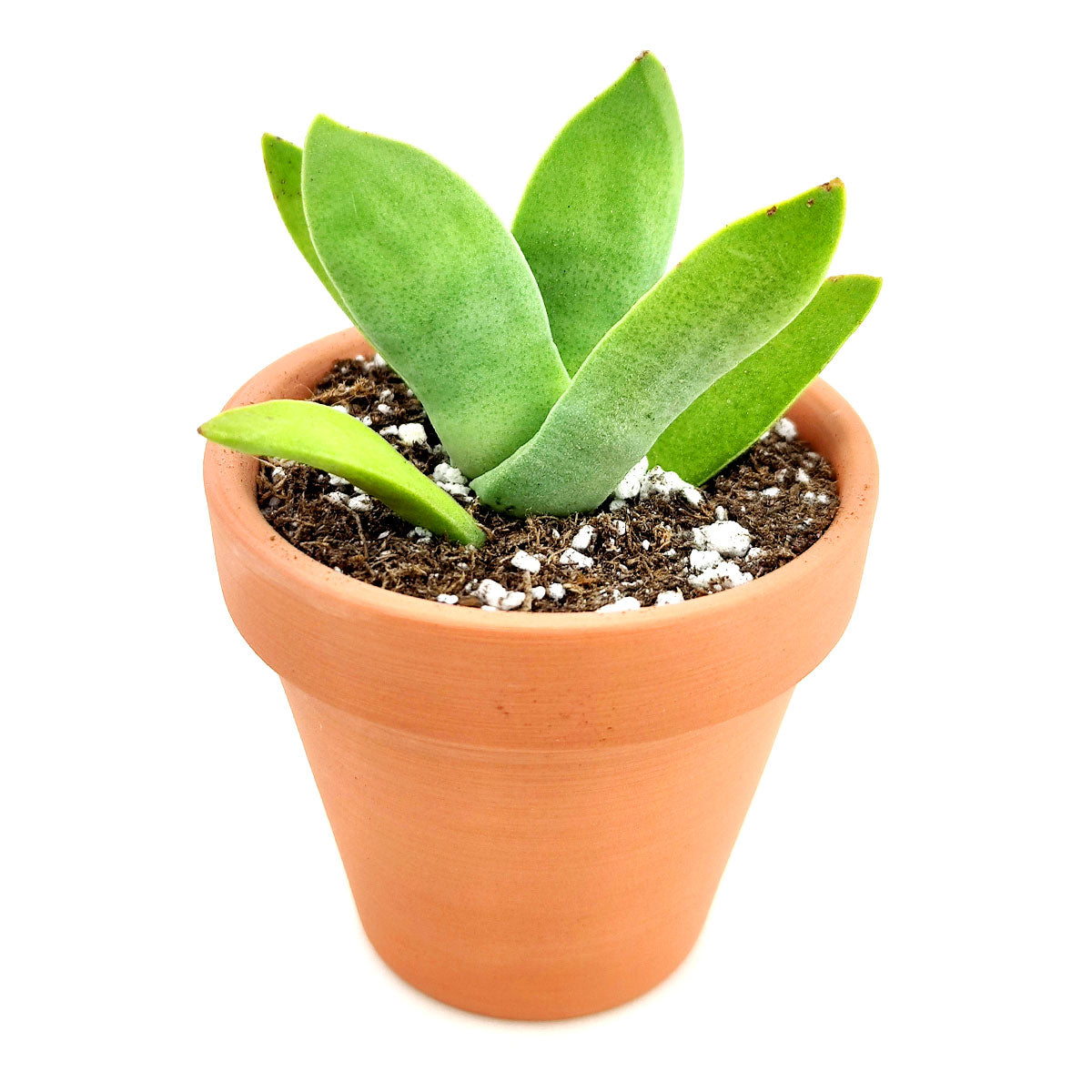propeller plant succulent Crassula Falcata Propeller Succulent Plant