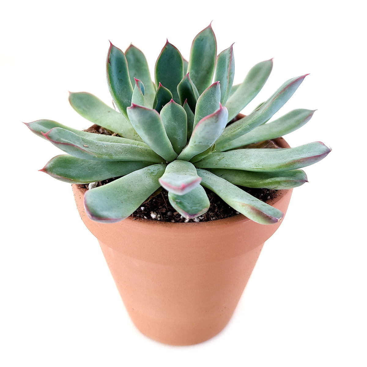 Pulido&#39;s Echeveria, rosette green blue, types of echeveria, succulent arrangement ideas, succulent wedding favors, succulent wedding centerpieces, succulent wedding bouquet