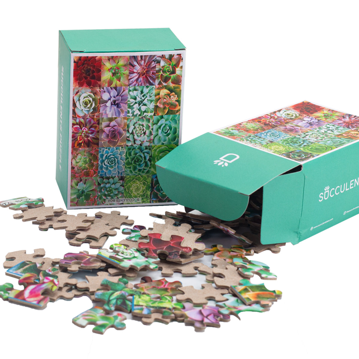succulent spectrum puzzle Succulent Plants Puzzle, Succulent Gift Ideas