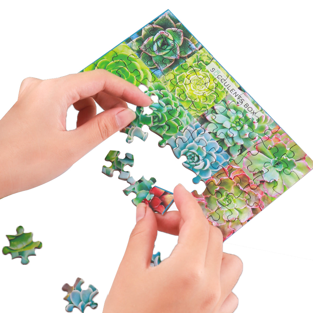 Succulent Plants Puzzle, succulent craft ideas, succulent gift ideas