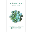 Echeveria Succulent ID Cards