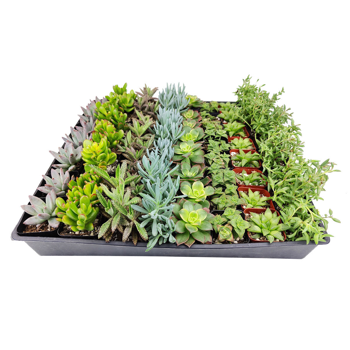 succulent tray ideas Random Succulent Wedding and Party Favors Tray