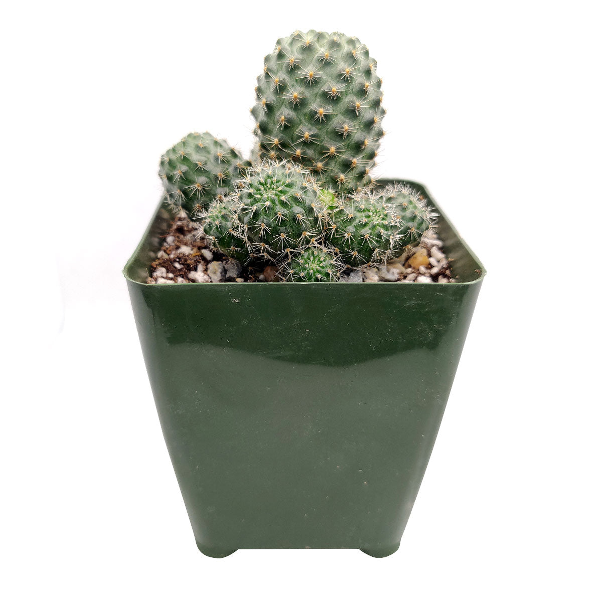 Rebutia Sanguinea, succulents store in CA, succulents shop in California, Rare succulents, succulent plant, Succulents, cactus, succulent care, how to grow succulents, Rebutia Sanguinea in California, How to grow Rebutia Sanguinea