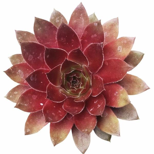 4 inch Succulent Randomly Picked, Types of colorful succulent plants